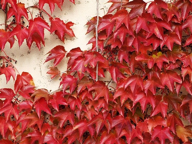Téléchargement gratuit de textura color ed feuilles automne image gratuite à éditer avec l'éditeur d'images en ligne gratuit GIMP