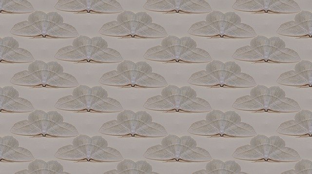 Free download Texture Butterfly Moth -  free illustration to be edited with GIMP free online image editor