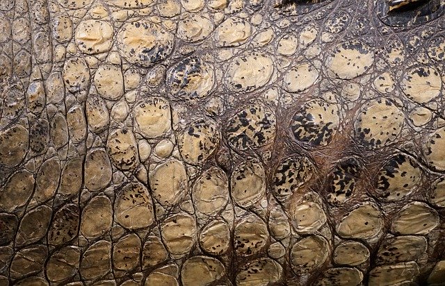 Bezpłatne pobieranie Texture Crocodile Scale - darmowe zdjęcie lub obraz do edycji za pomocą internetowego edytora obrazów GIMP