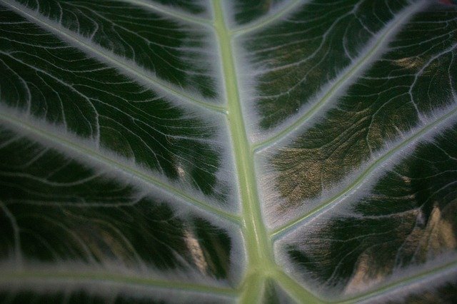 Free download Texture Plant Green -  free photo or picture to be edited with GIMP online image editor
