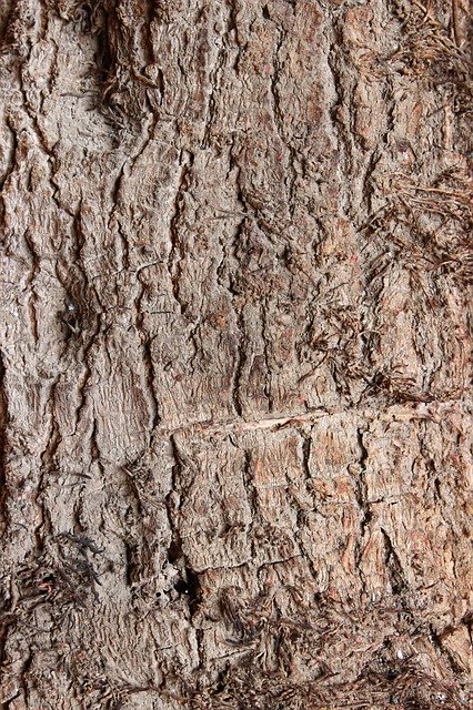 Unduh gratis Texture Wood Tree - foto atau gambar gratis untuk diedit dengan editor gambar online GIMP