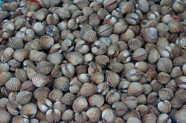 Bezpłatne pobieranie Tajlandia-Market Mussels Fresh darmowy szablon zdjęć do edycji za pomocą internetowego edytora obrazów GIMP