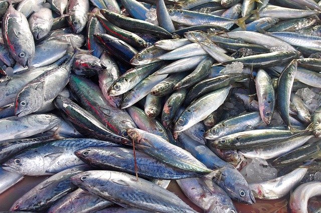 قم بتنزيل قالب صور مجاني من تايلاند Thailand-Market Fish ليتم تحريره باستخدام محرر الصور عبر الإنترنت GIMP