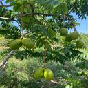 Thai tamarind tree wallpaper  screen for extension Chrome web store in OffiDocs Chromium