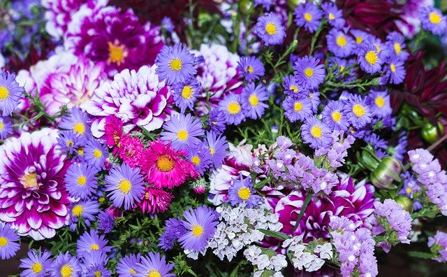 Free download Thanksgiving Festival Asters -  free photo or picture to be edited with GIMP online image editor