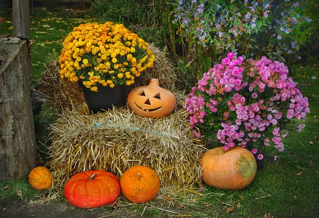 Muat turun percuma Thanksgiving Pumpkins Halloween - foto atau gambar percuma untuk diedit dengan editor imej dalam talian GIMP