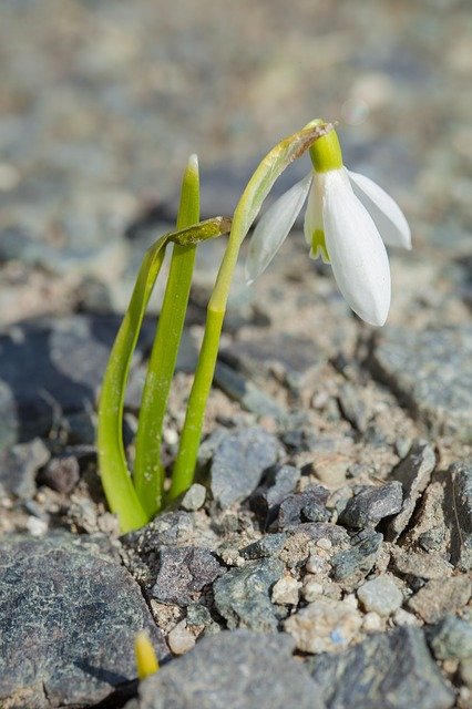 تنزيل مجاني Thank You Stone Flower - صورة مجانية أو صورة يتم تحريرها باستخدام محرر الصور عبر الإنترنت GIMP