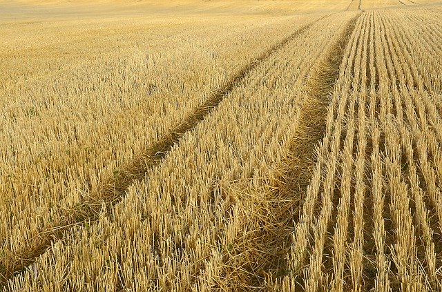 Muat turun percuma Thatch Summer Straw - foto atau gambar percuma untuk diedit dengan editor imej dalam talian GIMP