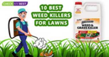 Free download The 10 Best Weed Killers for Your Lawn for 2021 free photo or picture to be edited with GIMP online image editor
