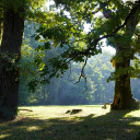 The ancient tree roots  screen for extension Chrome web store in OffiDocs Chromium