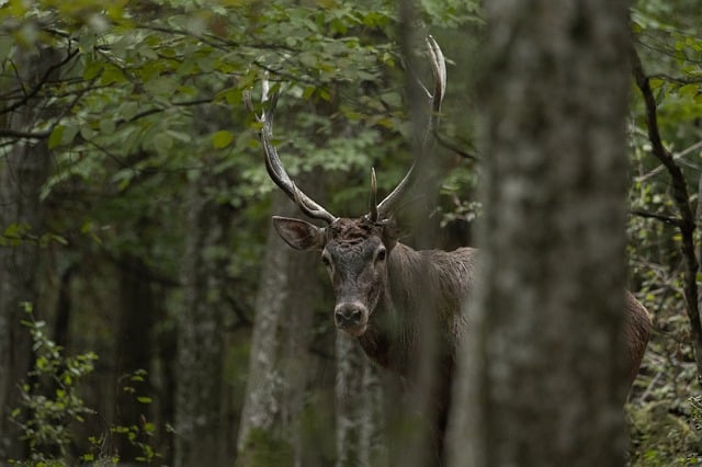 Free download the animal deer mammal nature free picture to be edited with GIMP free online image editor