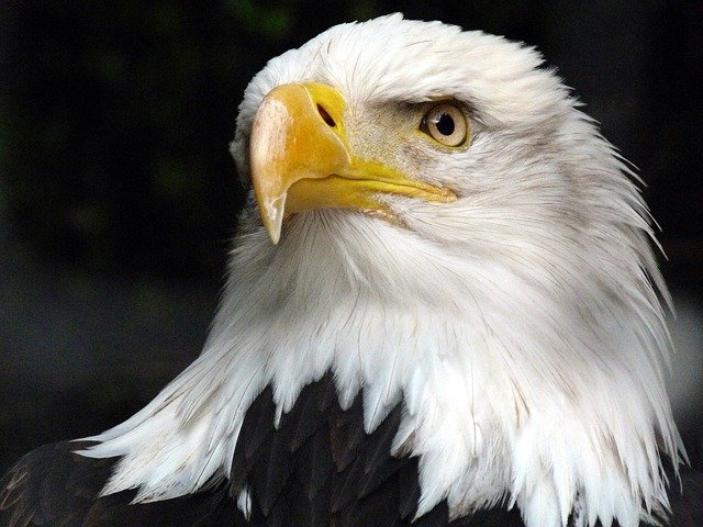 Free download the animal eagle white tailed eagle free picture to be edited with GIMP free online image editor