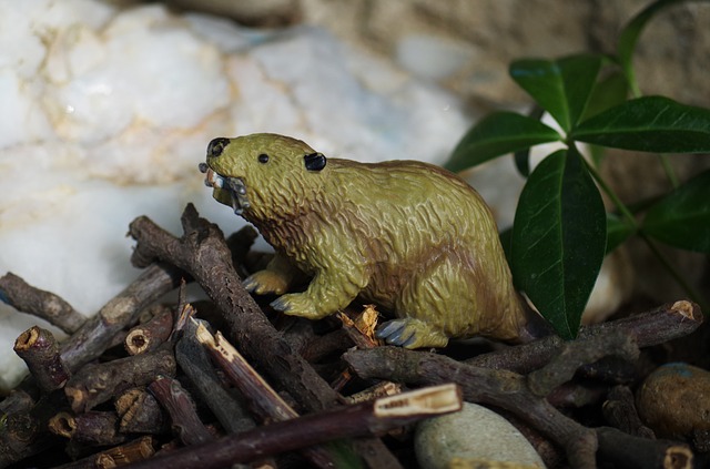 Free download the animals beaver toy fantasy free picture to be edited with GIMP free online image editor