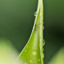 The Ant and the Leaf  screen for extension Chrome web store in OffiDocs Chromium
