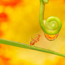 The ant and the thread  screen for extension Chrome web store in OffiDocs Chromium