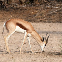 The antelope and his white belly  screen for extension Chrome web store in OffiDocs Chromium
