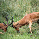 The Antelopes and the Horns  screen for extension Chrome web store in OffiDocs Chromium