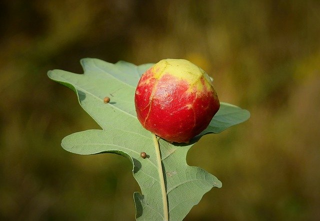 Muat turun percuma The Apple On Oak Leaf Nature - foto atau gambar percuma untuk diedit dengan editor imej dalam talian GIMP