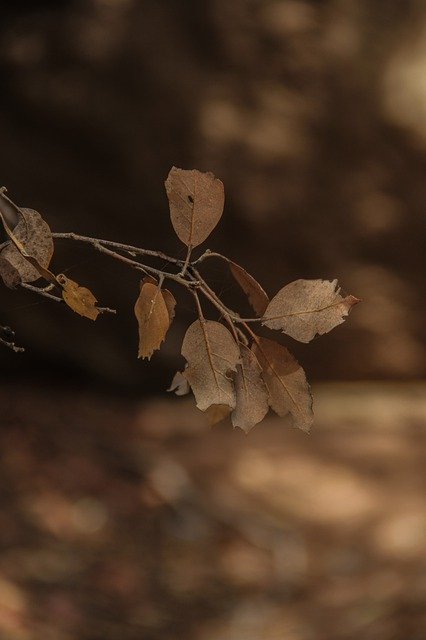 Muat turun percuma The Autumn Dry Forest - foto atau gambar percuma untuk diedit dengan editor imej dalam talian GIMP