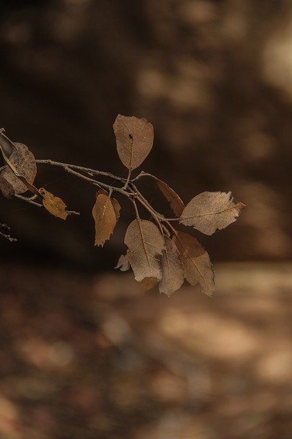 Free download The Autumn Dry Forest -  free photo or picture to be edited with GIMP online image editor