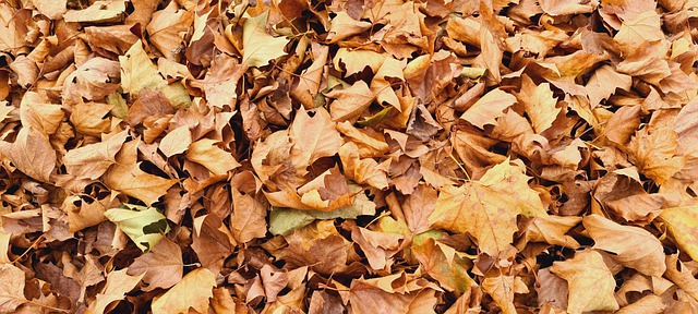 Free download the autumn leaves background nature free picture to be edited with GIMP free online image editor