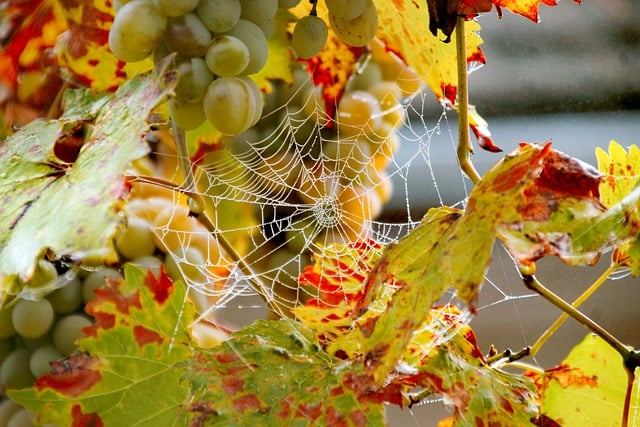 Laden Sie das kostenlose Bild „Herbstrebe, gewebt in der Rebe“ kostenlos herunter, um es mit dem kostenlosen Online-Bildeditor GIMP zu bearbeiten