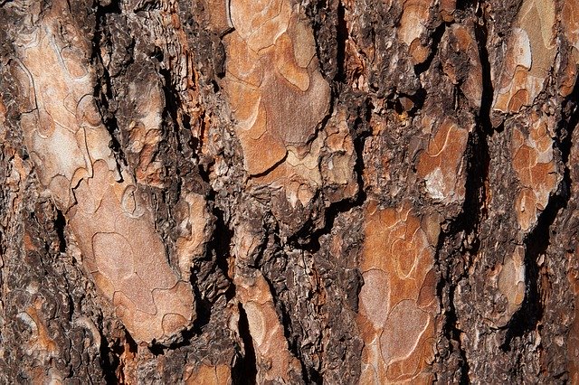 Free picture The Bark Tree -  to be edited by GIMP free image editor by OffiDocs