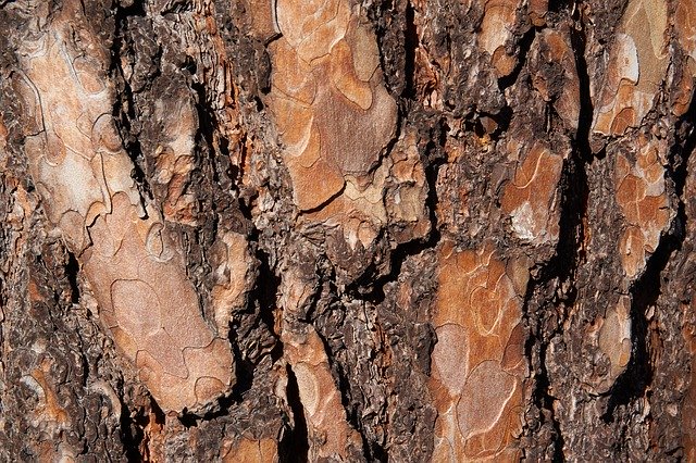 Free download The Bark Tree -  free photo or picture to be edited with GIMP online image editor