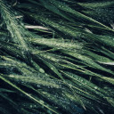 The barley water drops  screen for extension Chrome web store in OffiDocs Chromium