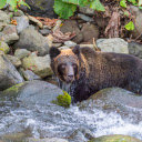 The bear catches fish  screen for extension Chrome web store in OffiDocs Chromium