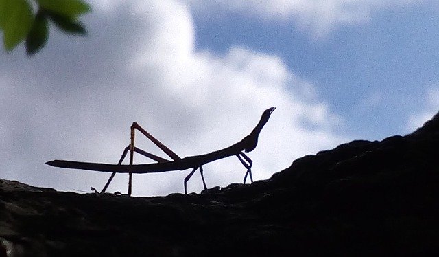 Muat turun percuma The BeastS Cock Insect Branch - foto atau gambar percuma untuk diedit dengan editor imej dalam talian GIMP