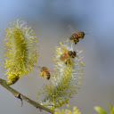 The bees are hard working  screen for extension Chrome web store in OffiDocs Chromium