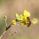 The bee swings on the yellow flower  screen for extension Chrome web store in OffiDocs Chromium