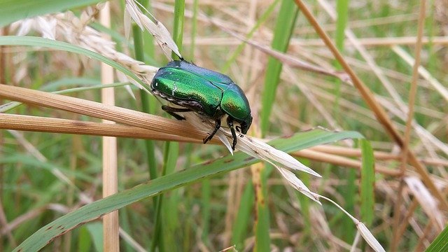 Free picture The Beetle Insect Grass -  to be edited by GIMP free image editor by OffiDocs