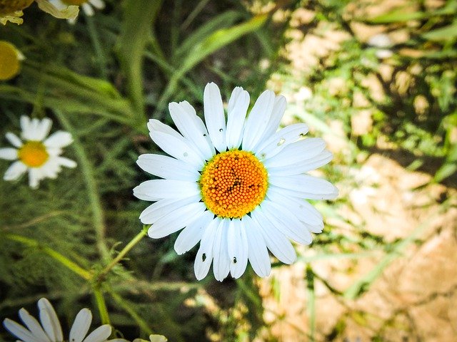 Muat turun percuma The Beginning Of Spring Daisy - foto atau gambar percuma untuk diedit dengan editor imej dalam talian GIMP