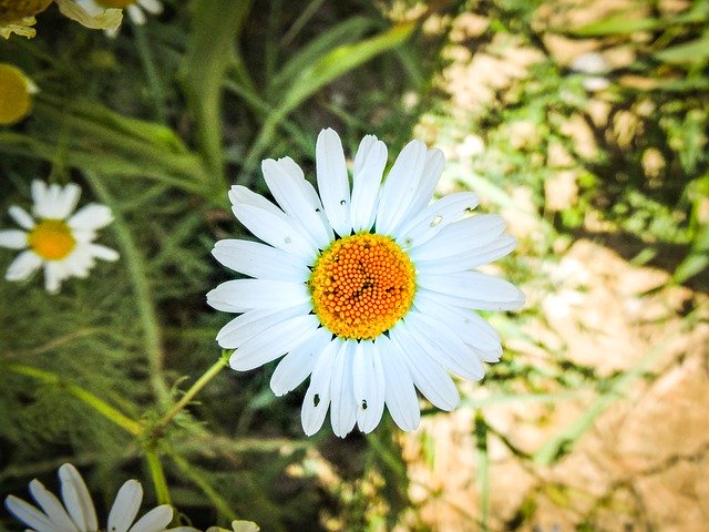 دانلود رایگان The Beginning Of Spring Daisy - عکس یا تصویر رایگان قابل ویرایش با ویرایشگر تصویر آنلاین GIMP