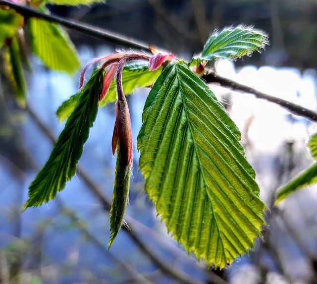 Gratis download The Beginning Of Spring Leaves - gratis foto of afbeelding om te bewerken met GIMP online afbeeldingseditor