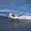 The bird and the sponge  screen for extension Chrome web store in OffiDocs Chromium