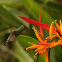 The Bird and the Yellow Flower  screen for extension Chrome web store in OffiDocs Chromium