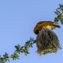 The bird builds a nest  screen for extension Chrome web store in OffiDocs Chromium
