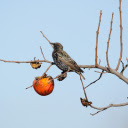 The bird eats a persimmon  screen for extension Chrome web store in OffiDocs Chromium