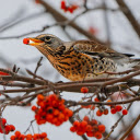 The bird eats red fruit  screen for extension Chrome web store in OffiDocs Chromium
