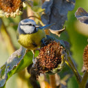 The bird eats seeds  screen for extension Chrome web store in OffiDocs Chromium