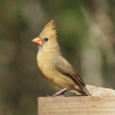 The bird has a crest  screen for extension Chrome web store in OffiDocs Chromium