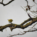 The bird perched on the branch  screen for extension Chrome web store in OffiDocs Chromium