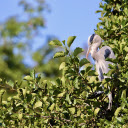The bird sleeps in the tree  screen for extension Chrome web store in OffiDocs Chromium