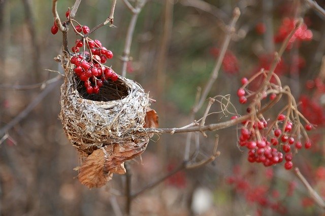 Free download The BirdS Nest New House -  free photo or picture to be edited with GIMP online image editor