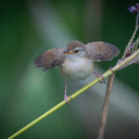 The bird spreads its wings  screen for extension Chrome web store in OffiDocs Chromium