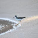 The bird walks on the sand  screen for extension Chrome web store in OffiDocs Chromium