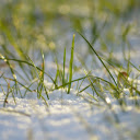The blades of grass have strong vitality  screen for extension Chrome web store in OffiDocs Chromium